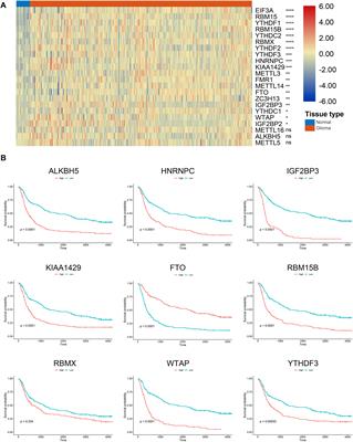 Expression of m6A Regulators Correlated With Immune Microenvironment Predicts Therapeutic Efficacy and Prognosis in Gliomas